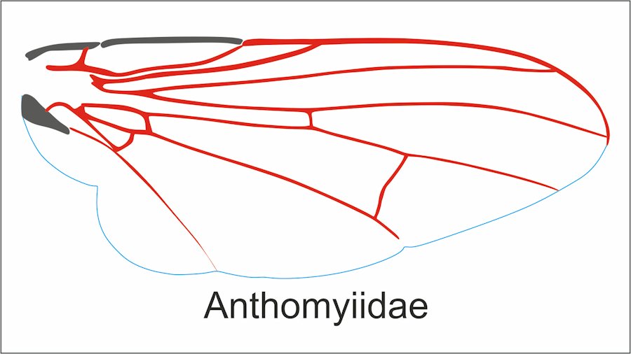 Nervatura Alare Ditteri